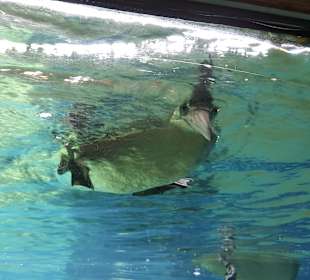 Zoo am Meer Bremerhaven
