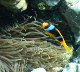 Rotmeeranemonenfisch