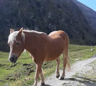 Venter Ötztalalpen