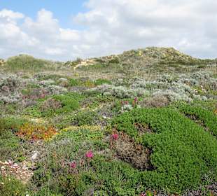 Bunter Pflanzenteppich