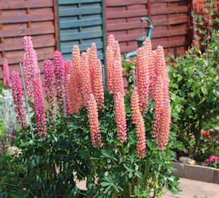 Impressionen im Oberland