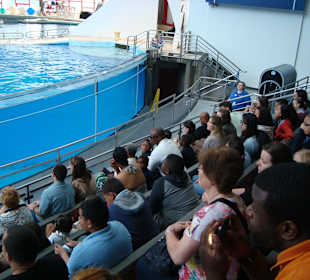 Die täglichen Delfinshows 