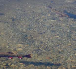 Forellen beim Sonnen