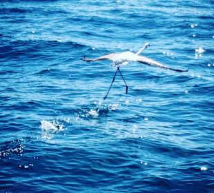 Bootstouren mit Susi und Gino