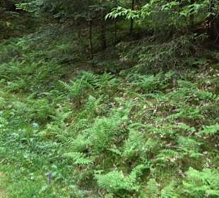 Teufelskanzelsteig Bad Griesbach