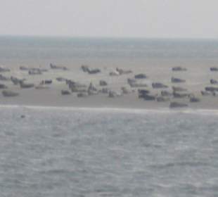 Seehundbank Tegeler Plate