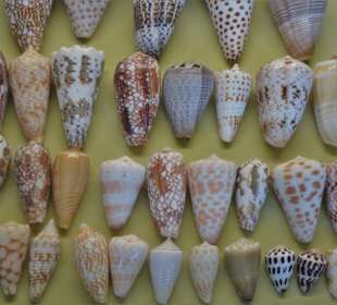 Rundgang durch das Muschelmuseum Wremen