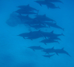 Satayi Dolphin House