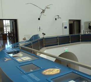 Staatliches Naturkunde Museum