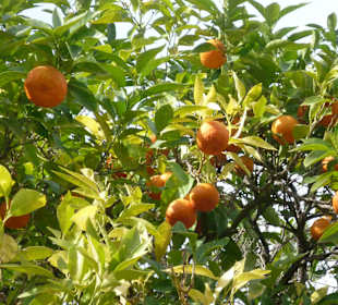 Forum Romanun & Palatin