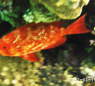 Leben im Wasser 3-8 m Tiefe