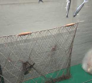 Meeresmuseum Stralsund