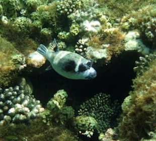 Hausriff Fort Arabesque