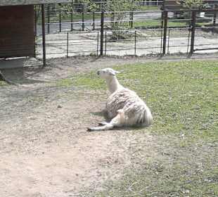 Zoo Ostrava