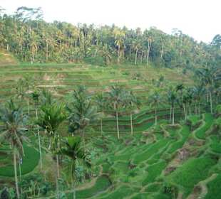 Reisterrassen bei Ubud