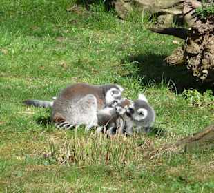 Lemuren mit Nachwuchs im Magdeburger Zoo