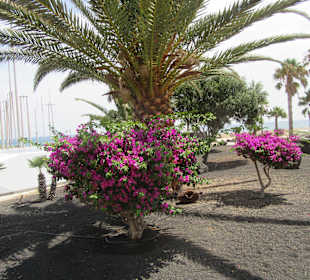 Strandpromenade Puerto del Carmen