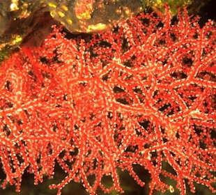 Schnorchelausflüge-Tauchen & Schnorcheln Hausriff