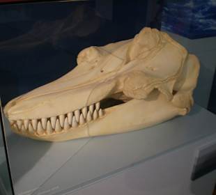 Zoologisches Forschungsmuseum Alexander Koenig