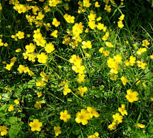 Blütenpracht auf den Wiesen des Parks