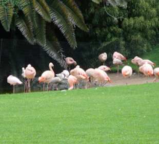 „Loro Parque" Park