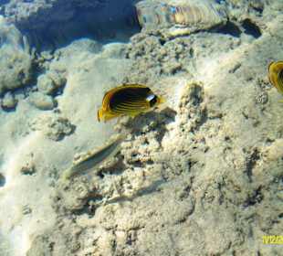 Schöne Unterwasserwelt am Hotel Beach Albatros Sharm