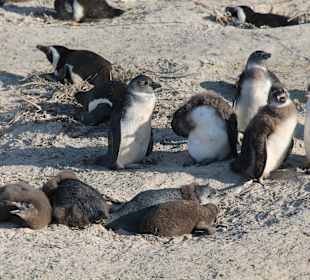 Boulders Beach