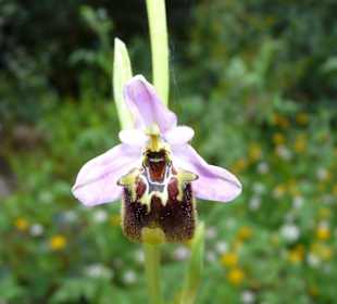 Lykische Hummel-Ragwurz bei Phaselis