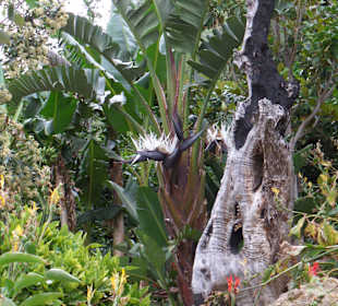 Botanical Park