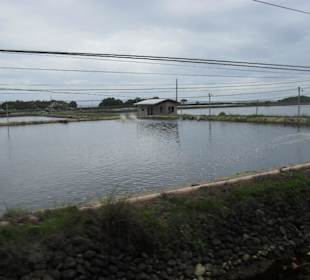 Zuchtfischteiche an der Ostküste Cebu.