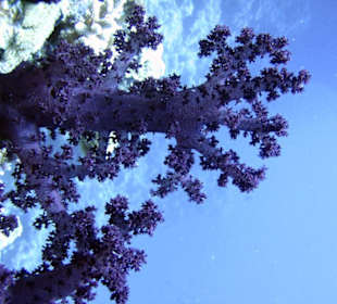 Nurkowanie w Sharm el Sheikh - podwodne życie