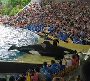 Predstavenie s kosatkami