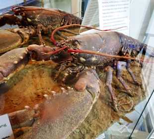 In den Ausstellungsräumen des Nationalpark-Hauses