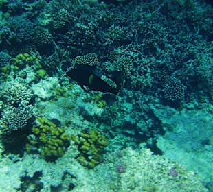 Delfinschwimmen und Schnorcheln am 24.07.2012