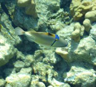 Picassodrücker vom Steg aus