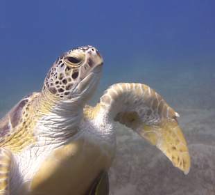 Schöne Schildkröten