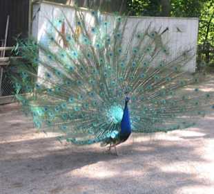 Pfau