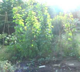 Interkultureller Gemeinschaftsgarten