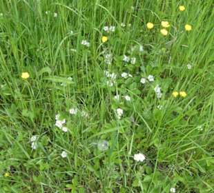 Eindruck vom Spaziergang Ostheimer Streifberg-Tour