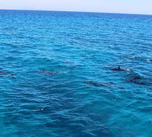 Delfinschwimmen Makadi Bay-Schwimmen mit Delfinen 