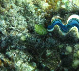 Blaue Muschel