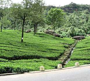 Teeplantagen im Hochland