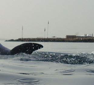 Delfin in Spiellaune