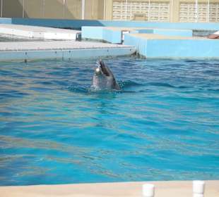 Becken in Marineland