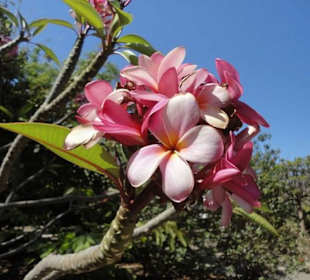 Ein schöner Garten