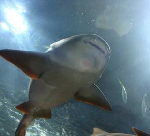 „Loro Parque" Park