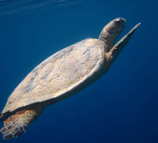 Schnorcheln Makadi Bay