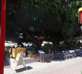 Mit der City Train durch Kos Stadt