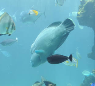 Im Aquarium unterwegs