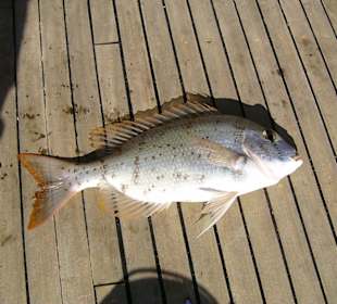 Riffbarsch auf Grund gefangen